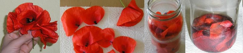 Fichier:Coquelicot1.jpg